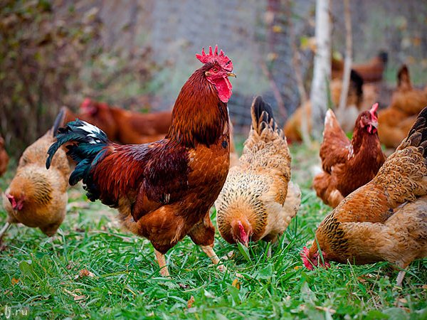Породы куриц | ЗооТом - продажа, вязка и услуги для животных в Тейково