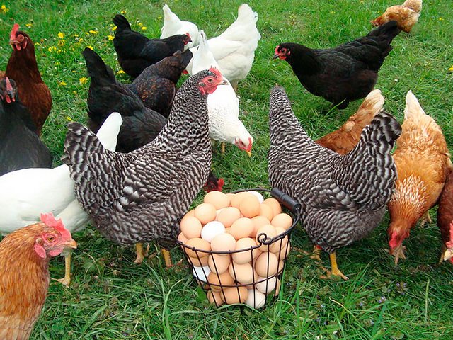 Содержание кур и уход за ними | ЗооТом - продажа, вязка и услуги для животных в Тейково