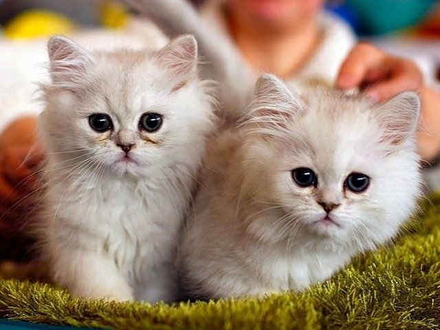 Породы кошек в Тейково | ЗооТом портал о животных