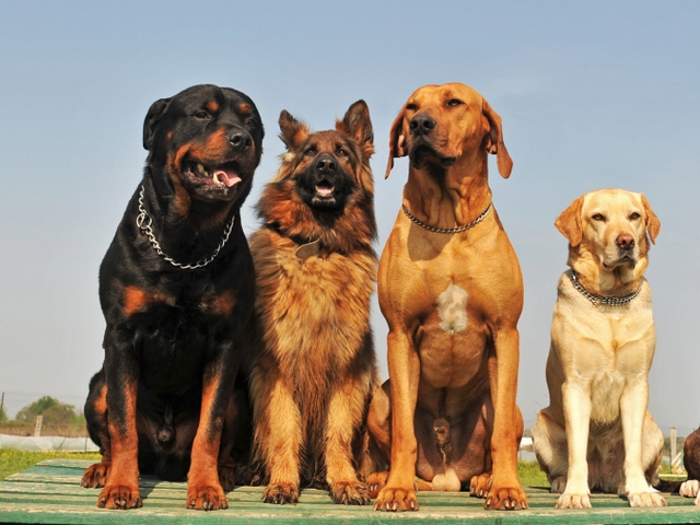 Крупные породы собак в Тейково | ЗооТом портал о животных