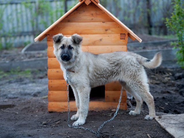 Все о собаках в Тейково Все о собаках в Тейково